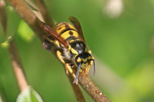 Réf. 283 142 : Vespula germanica
